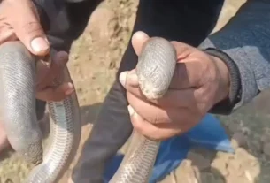 अंतरराष्ट्रीय बाजार में तस्करी को लेकर चर्चित,दुर्लभ दो मुंहे सैंड बोआ सांप को किया रेस्क्यू