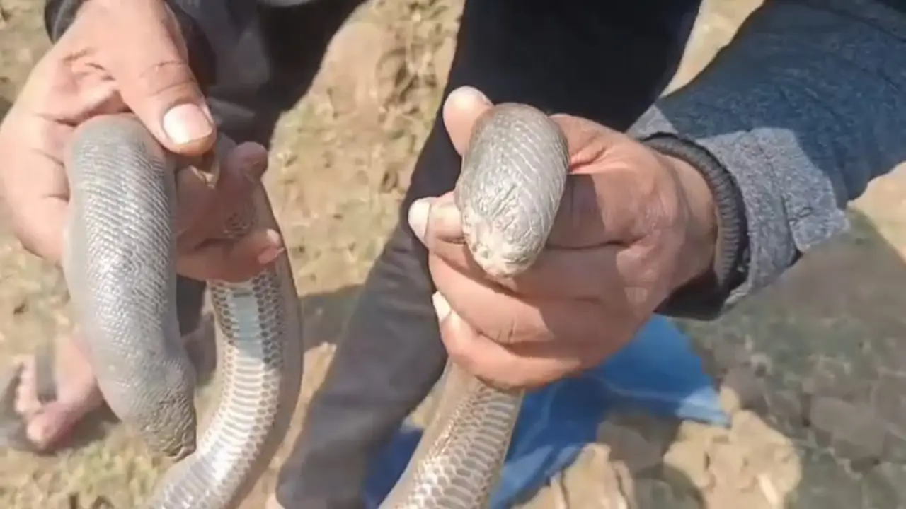 अंतरराष्ट्रीय बाजार में तस्करी को लेकर चर्चित,दुर्लभ दो मुंहे सैंड बोआ सांप को किया रेस्क्यू