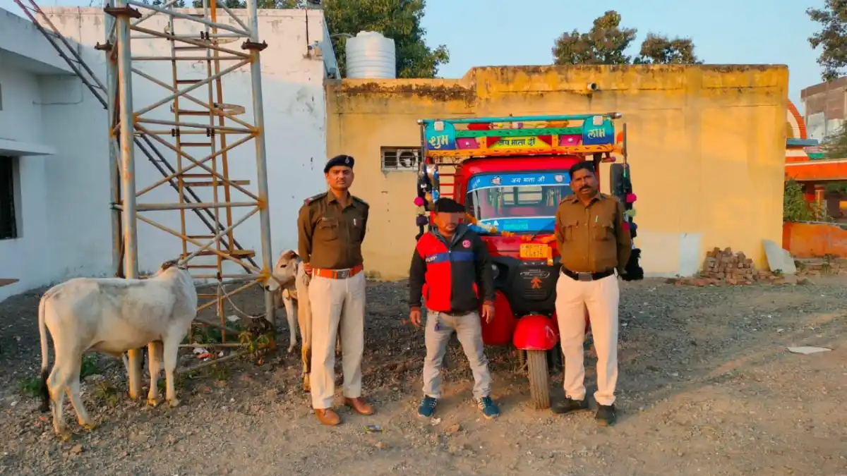 अवैध गोवंश परिवहन पर पुलिस की कार्रवाई 3 गौवंश व टेम्पो जप्त,एक आरोपी गिरफ्तार